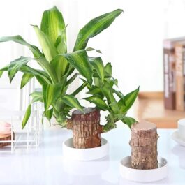 Lucky Brazil Wood Potted Plant | Healthy Indoor Plant | Live Lucky Brazilian Wood Plant for Living Room, Feng Shui Plant Enhance Your Indoor Space with Exotic (Pot Not Included)